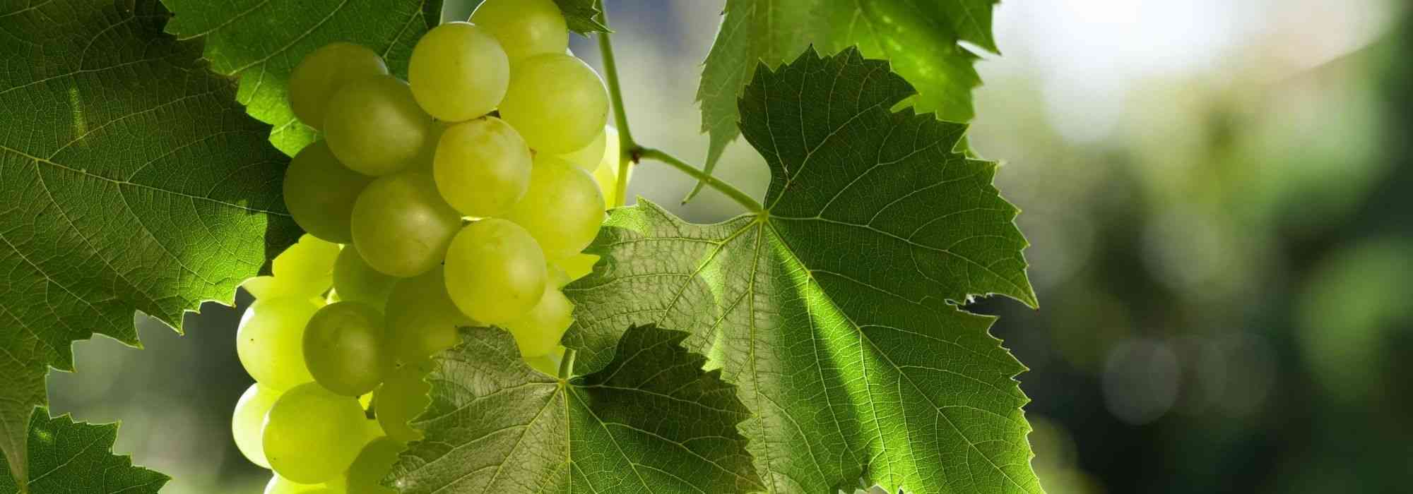 Training a grapevine against a wall