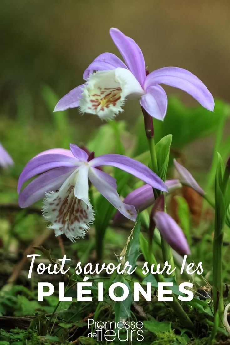 Garden Orchid, Pleione - Everything You Need to Know