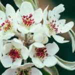 Flowering pear tree, ornamental pear tree: planting, cultivation, maintenance