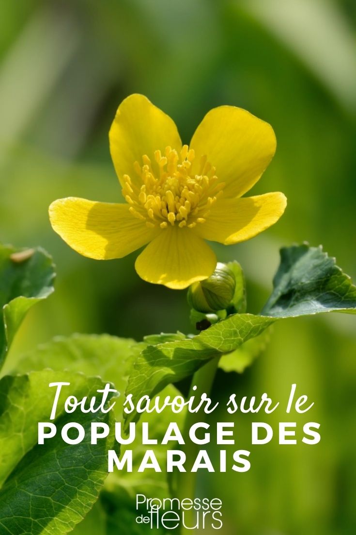 Marsh Marigold: Everything You Need to Know Caltha Palustris: Everything You Need to Know
The Caltha palustris, commonly known as the marsh marigold, is a perennial plant that thrives in wet, marshy environments. This vibrant plant is not only a visual delight with its glossy, heart-shaped leaves and bright yellow flowers, but it also plays a crucial role in the ecosystem, supporting a variety of wildlife.
### Habitat and Growth
Marsh marigolds are typically found in marshes, wet meadows, and stream margins. They prefer full to partial sunlight and thrive in moist, fertile soil. This plant is robust and can be found across the UK and Ireland, adding a splash of colour to waterlogged areas.
### Planting and Care
When planting marsh marigolds, choose a spot that mimics their natural wetland habitat. They are ideal for pond edges, bog gardens, or any water-influenced landscape design. Plant them in the spring or autumn and ensure the soil remains wet to replicate their natural growing conditions.
### Ecological Benefits
The marsh marigold is not only beautiful but also beneficial for wildlife. It provides early spring nectar for bees and other pollinators. Additionally, its dense foliage offers shelter for amphibians and insects.
### Common Uses
Traditionally, marsh marigolds have been used in garden ponds and water features. They are excellent for naturalising in damp areas and can help stabilise the soil in erosion-prone zones.
### Conclusion
The Caltha palustris is a charming and ecologically valuable plant that enhances both the beauty and biodiversity of garden and wild settings. Whether you are looking to attract wildlife or add colour to a water garden, the marsh marigold is a perfect choice.