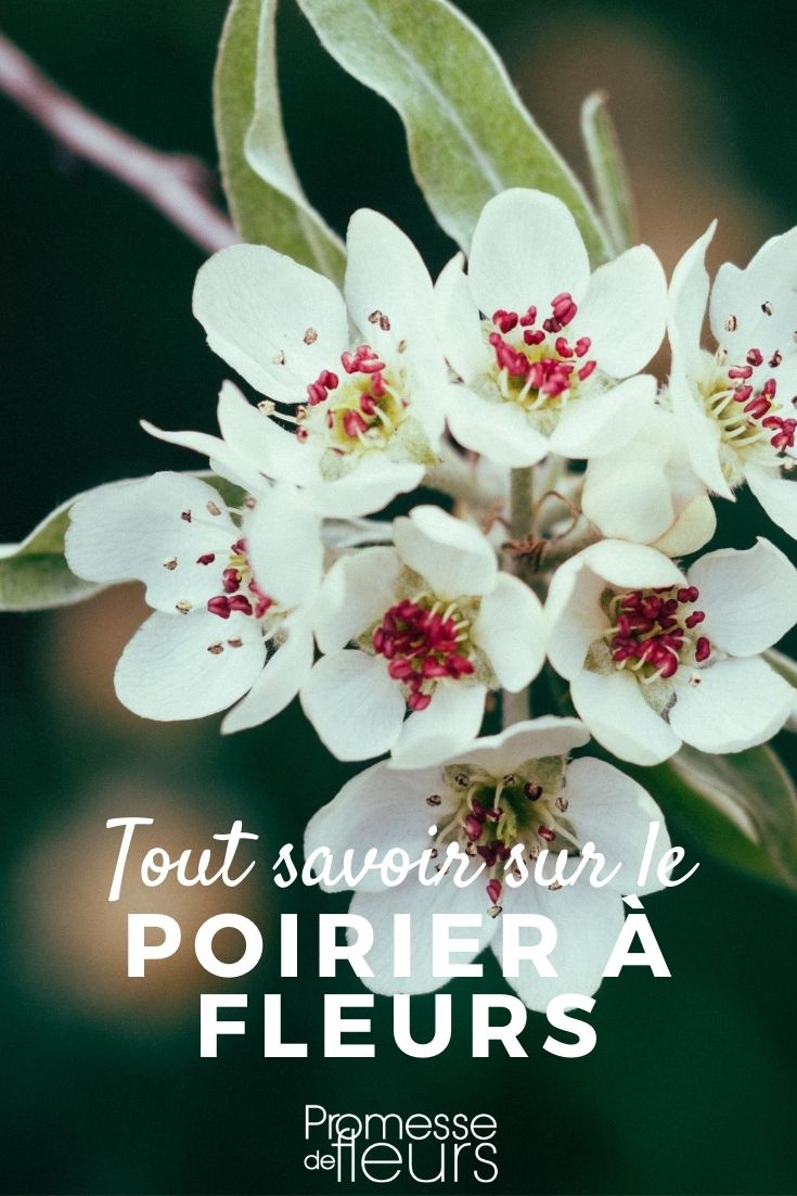 Pyrus, Flowering Pear - Everything You Need to Know