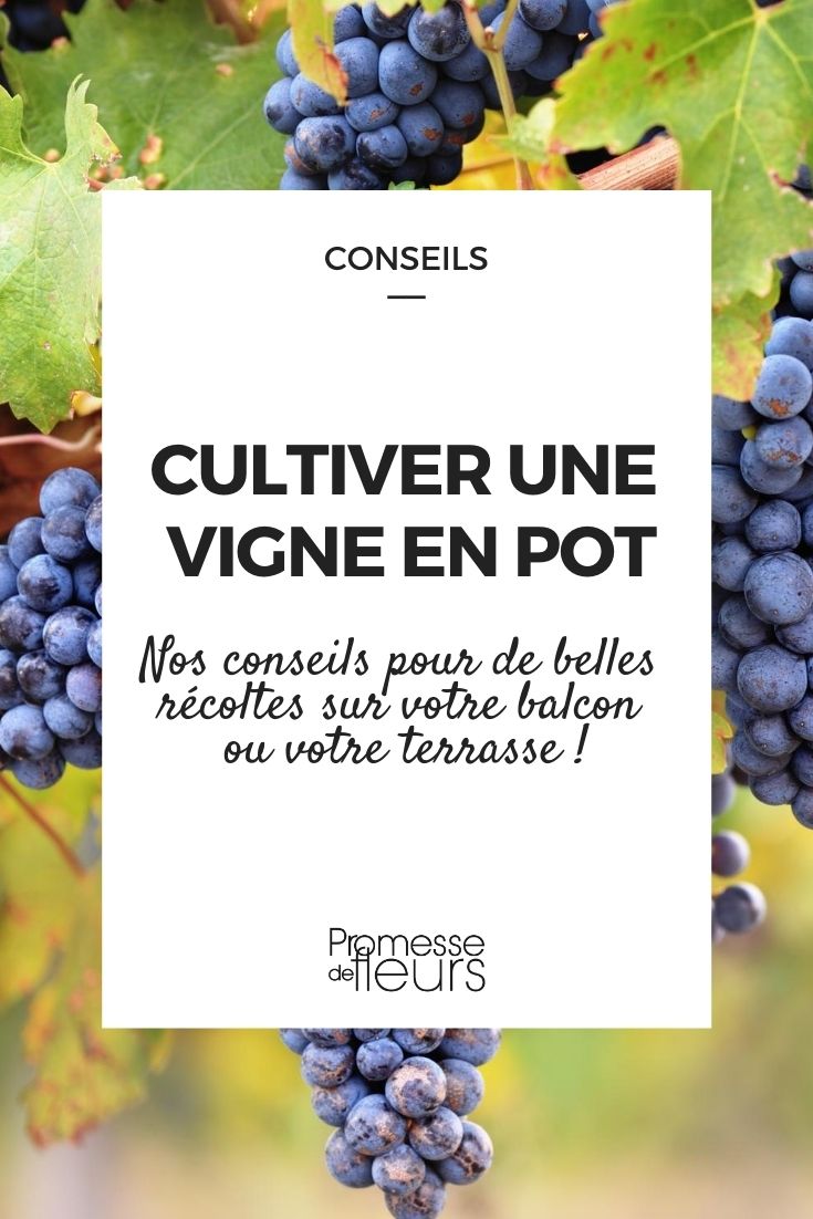 How to Grow a Grapevine in a Pot: Our Tips