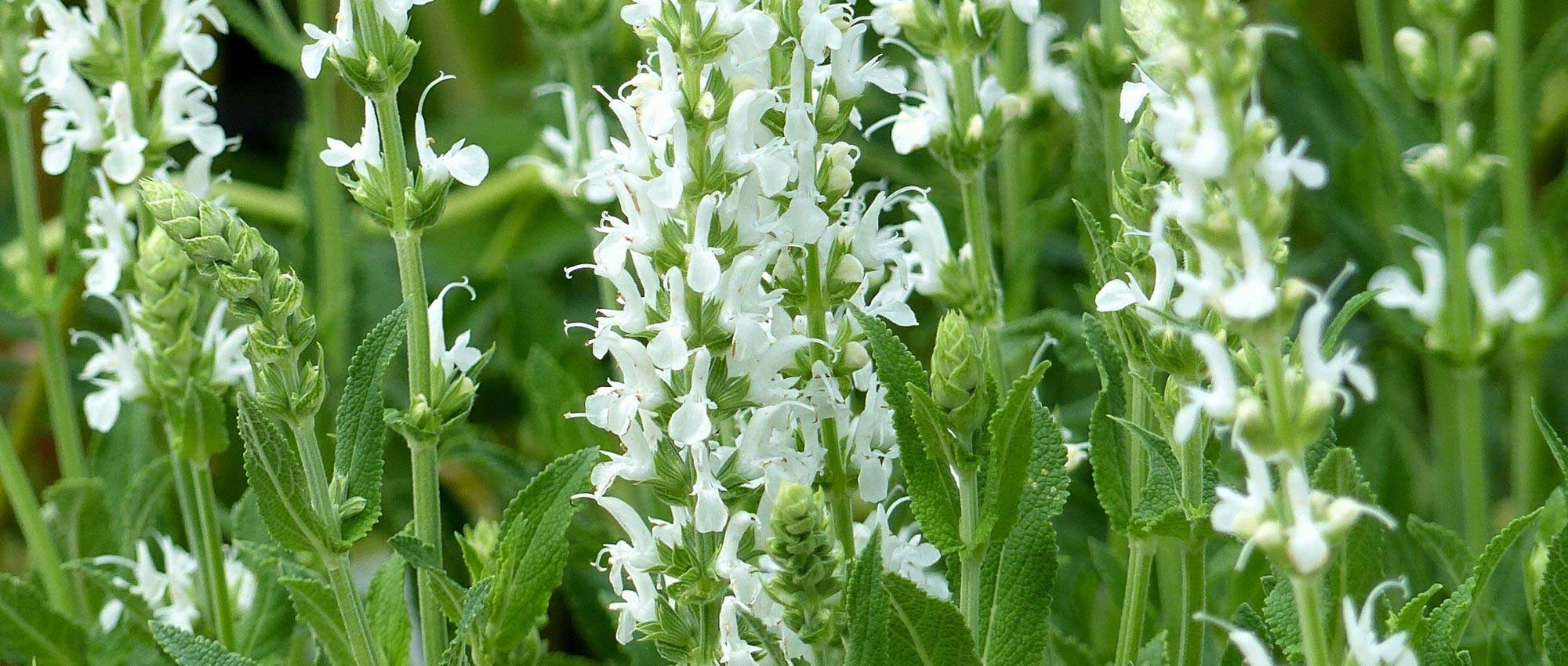 Perennials with white flowers: best varieties