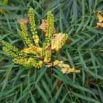 Beautiful bushes all year round: it's possible!