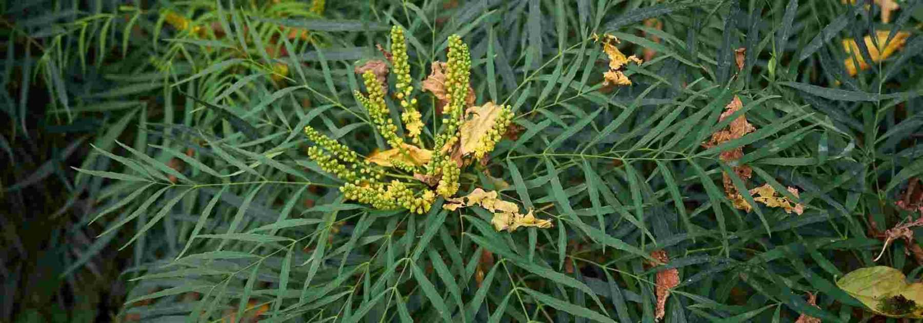 Beautiful bushes all year round: it's possible!