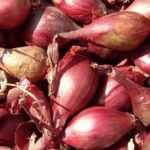 Shallot: planting, cultivation, harvest