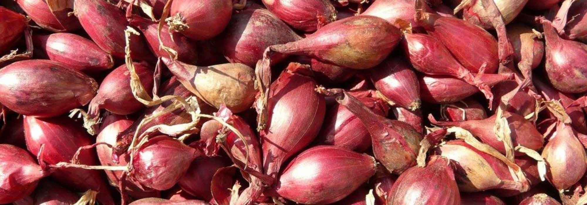 Shallot: planting, cultivation, harvest