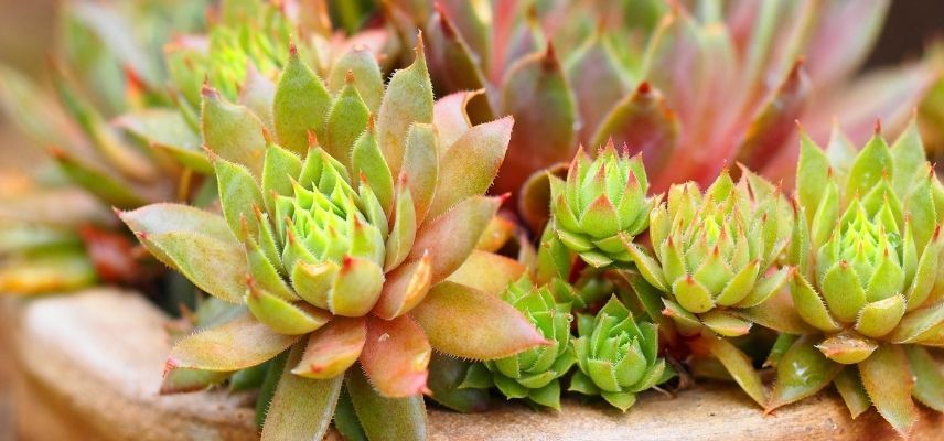 Young Plants for a Mineral Garden