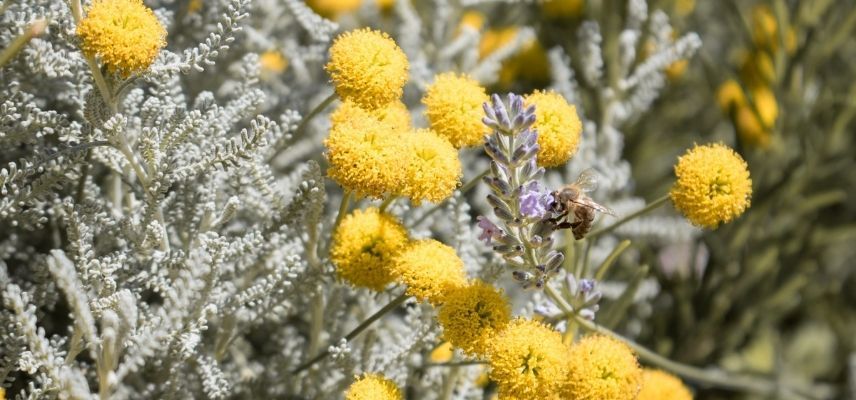 Young Plants for a Mineral Garden