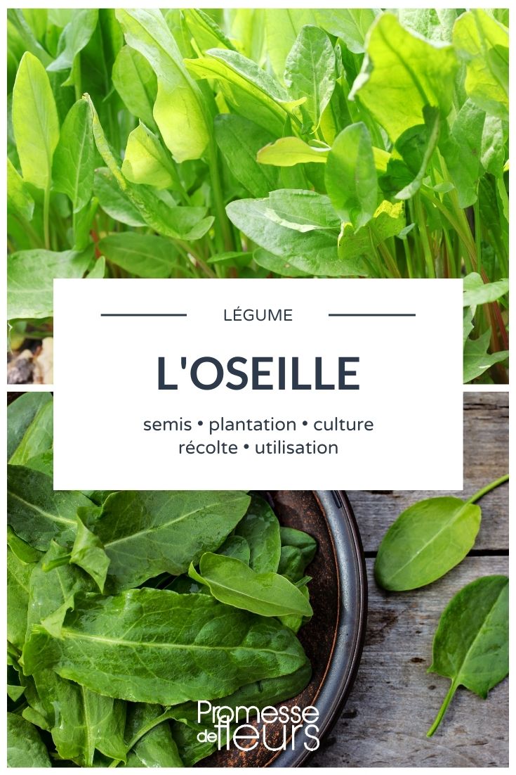 garden sorrel Sorrel: Everything You Need to Know