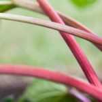 Rhubarb: planting, growing, harvesting