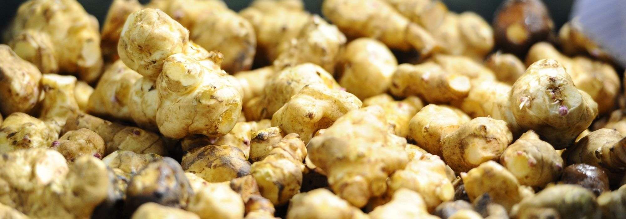Jerusalem artichoke: planting, harvest, cultivation
