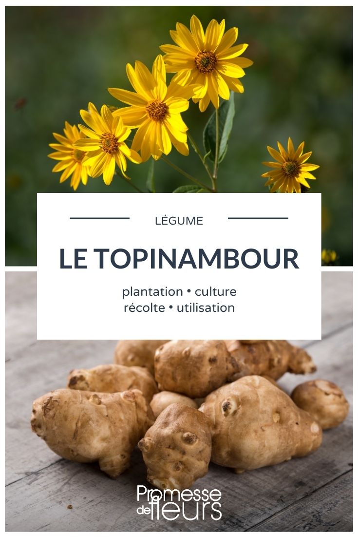 Jerusalem artichoke garden Jerusalem artichoke