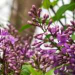 8 easy-to-layer bushes