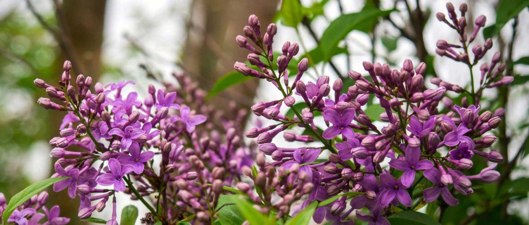 8 easy-to-layer bushes