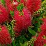 <i>Callistemon</i> or bottlebrush: best varieties