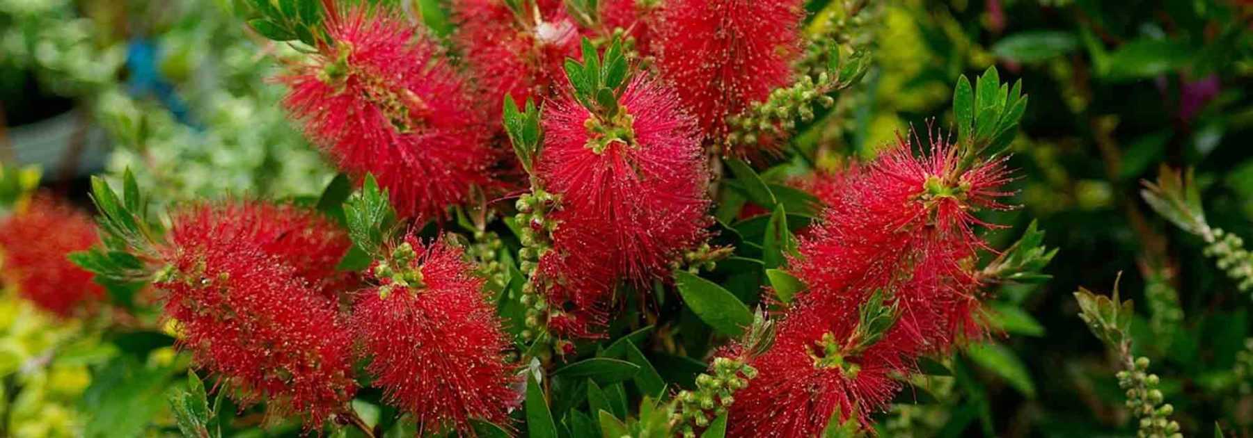 <i>Callistemon</i> or bottlebrush: best varieties