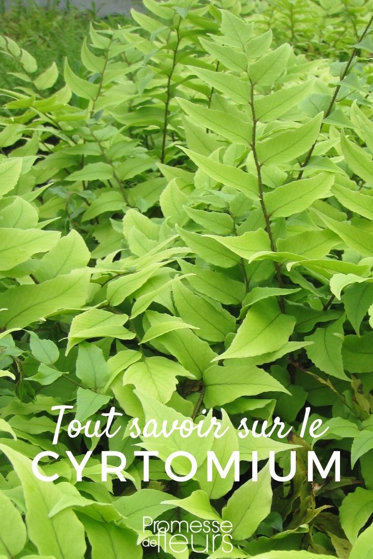 Succeeding in Growing Cyrtomium