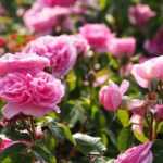 Rose fertiliser