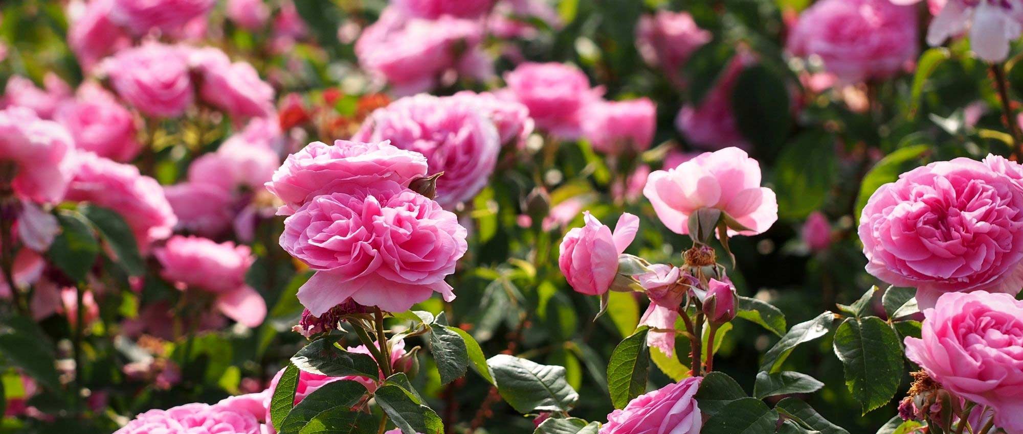 Rose fertiliser