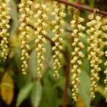 Stachyurus: planting, growing, and caring for it