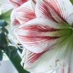 Amaryllis: best varieties