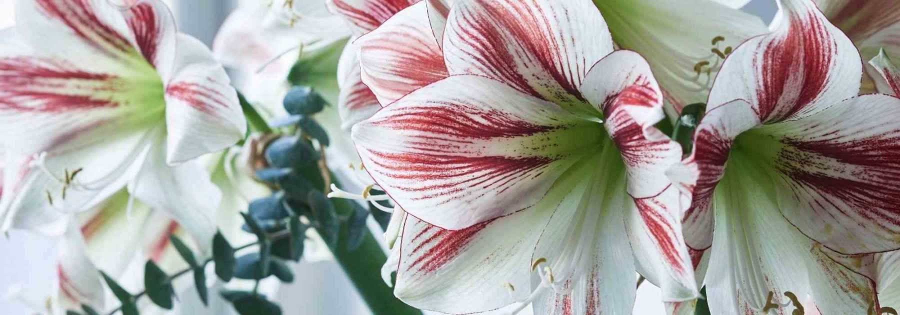 Amaryllis: best varieties