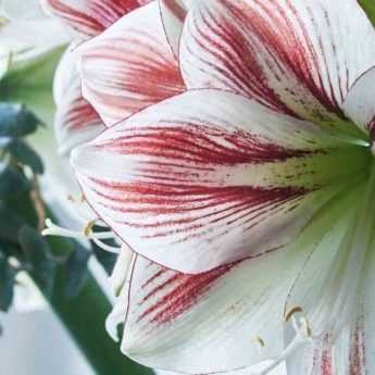 Amaryllis: best varieties