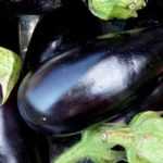 Eggplant: cultivation, harvest, sowing
