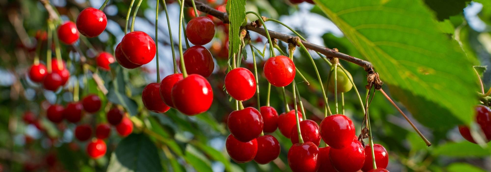 The best cherry varieties for productive cherry trees
