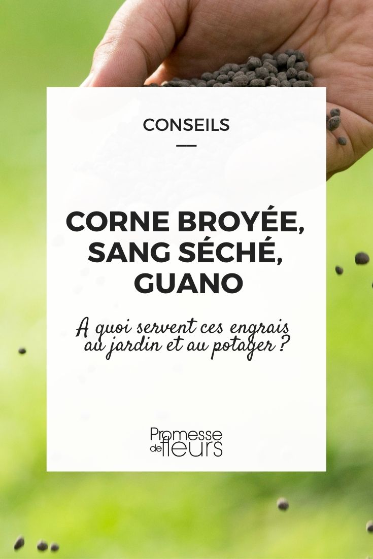 Crushed Horn, Dried Blood, Guano: How to Use Them?