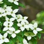 Cornus kousa, Japanese Dogwood: choosing, planting, and caring for