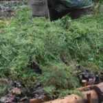 Lasagne gardening