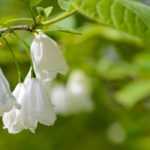 Halesia, Silver Bell Tree: planting, growing