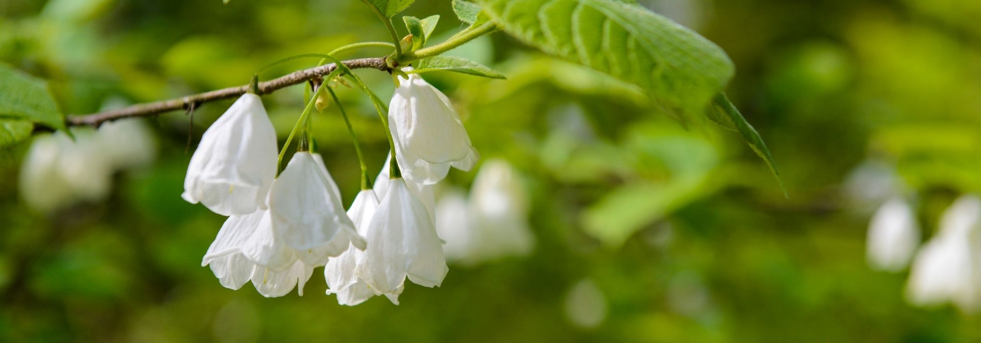Halesia, Silver Bell Tree: planting, growing