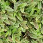 Leptinella, Cotula: cultivation, planting, and care