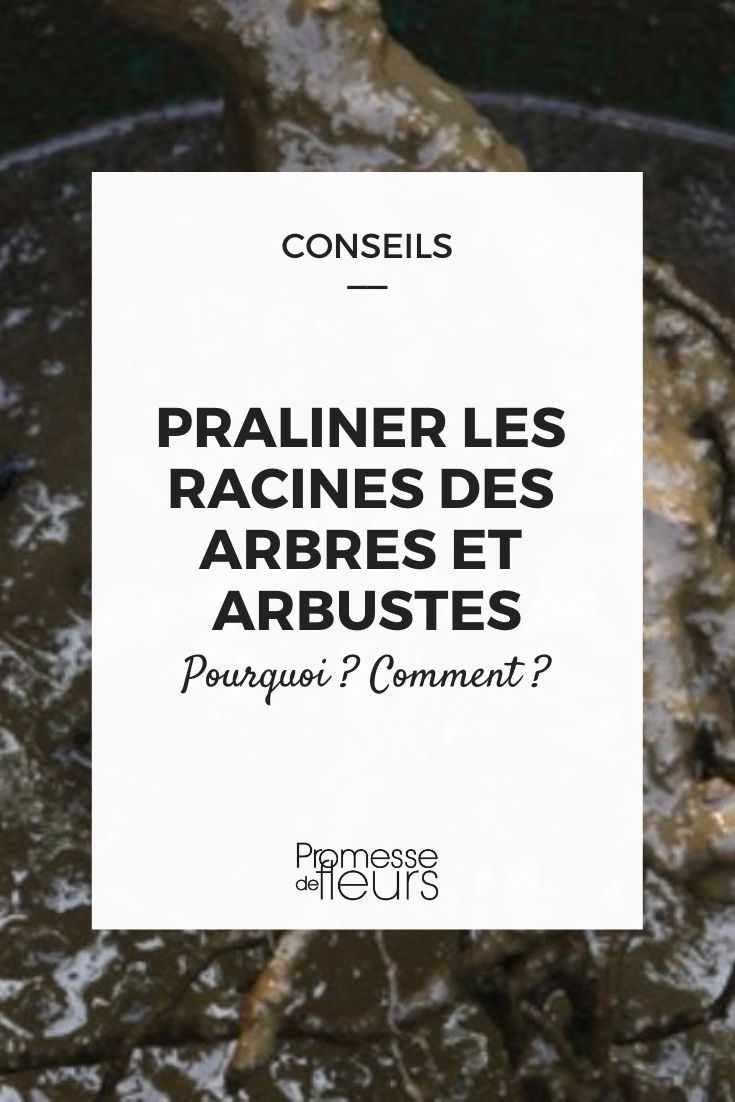 Prune the roots of trees and bushes before planting.