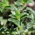 Savory: sowing, cultivation, harvest