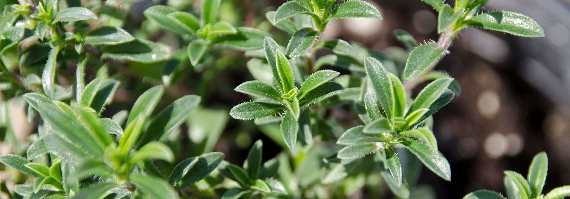 Savory: sowing, cultivation, harvest