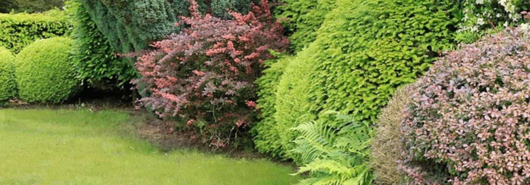 Use evergreen bushes in the garden