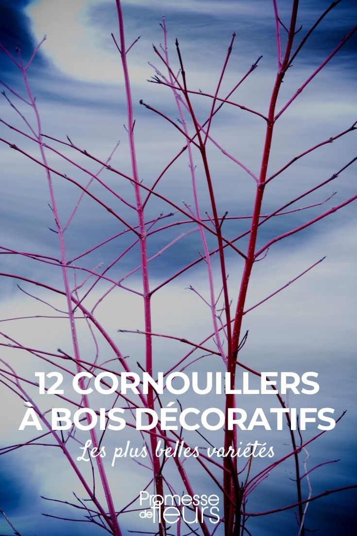 12 Dogwoods with Decorative Wood