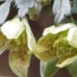 6 clematis for winter flowering