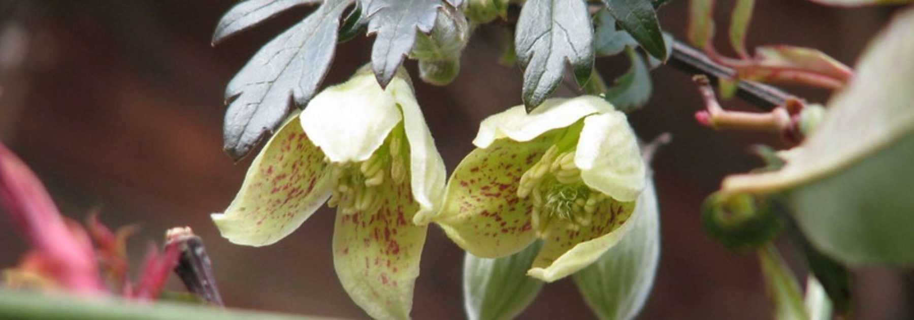 6 clematis for winter flowering