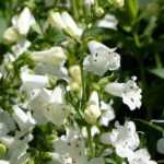 7 ideas for white garden beds