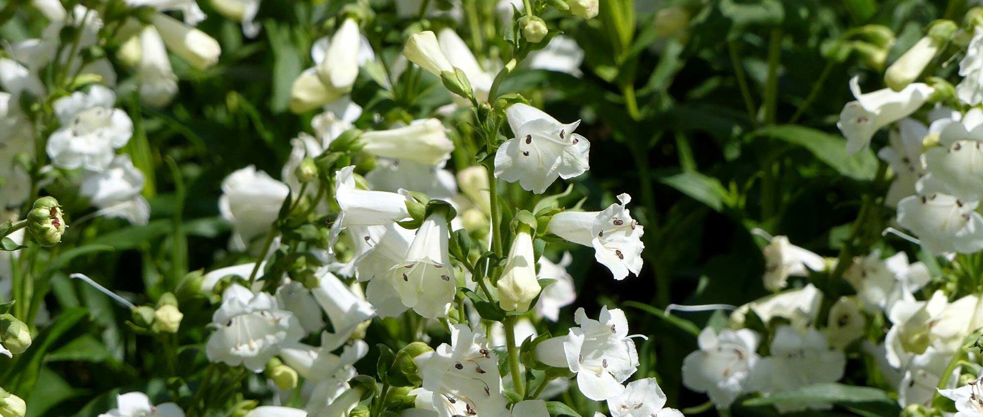 7 ideas for white garden beds