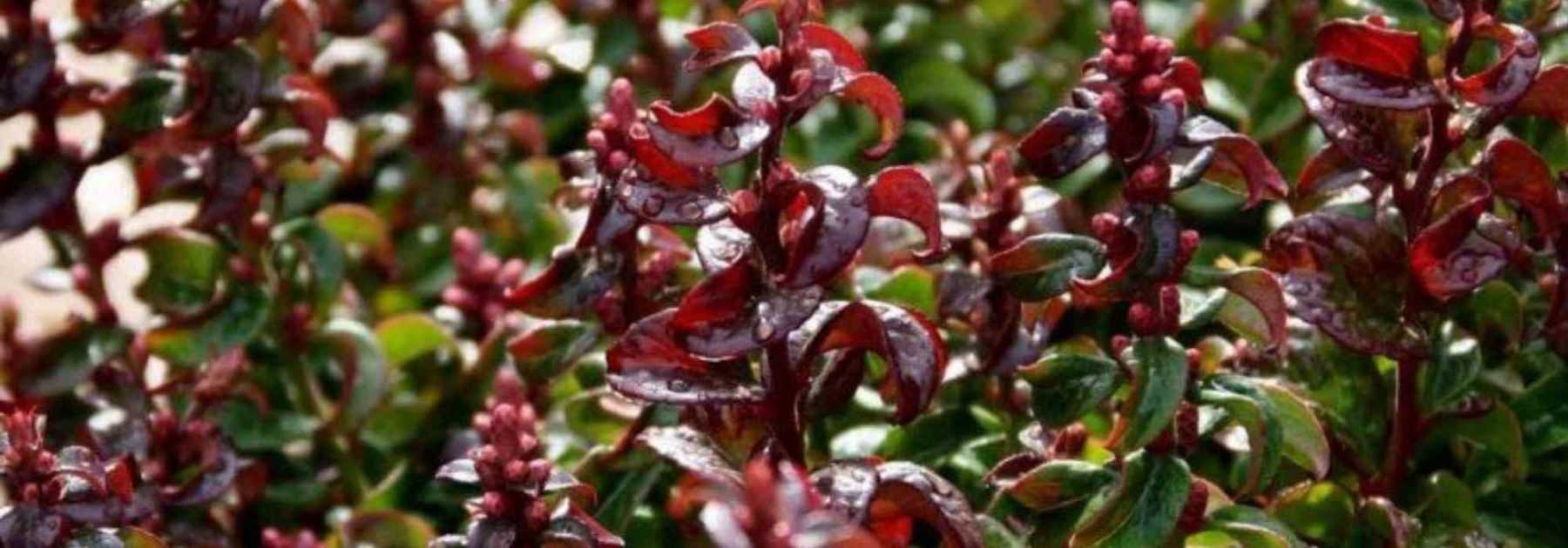8 dwarf shrubs to grow in pots on a north-facing balcony