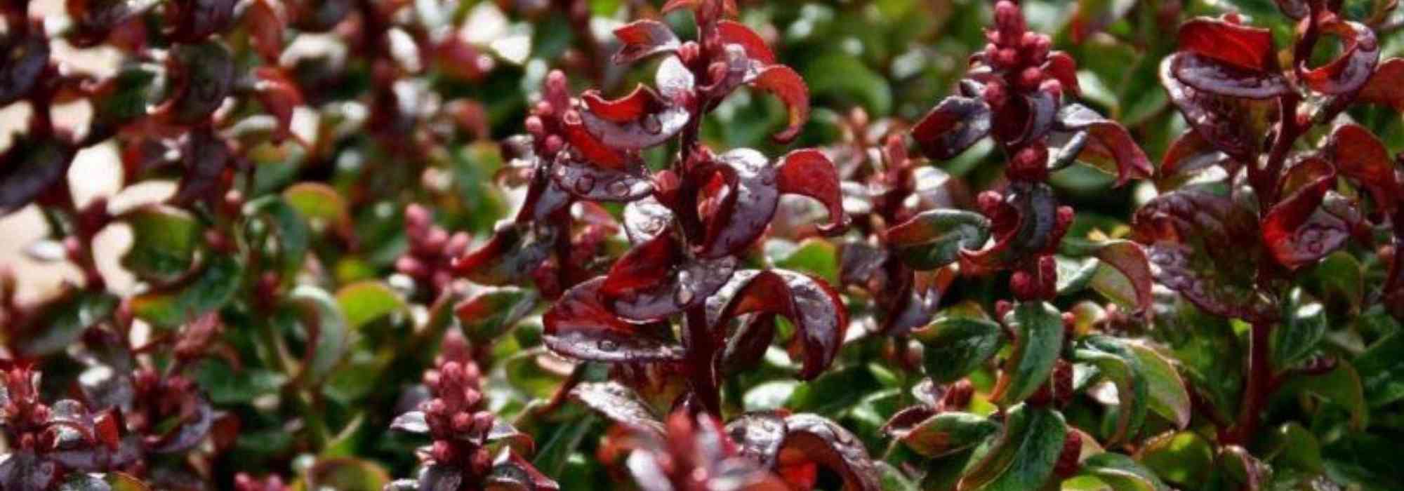 8 dwarf shrubs to grow in pots on a north-facing balcony