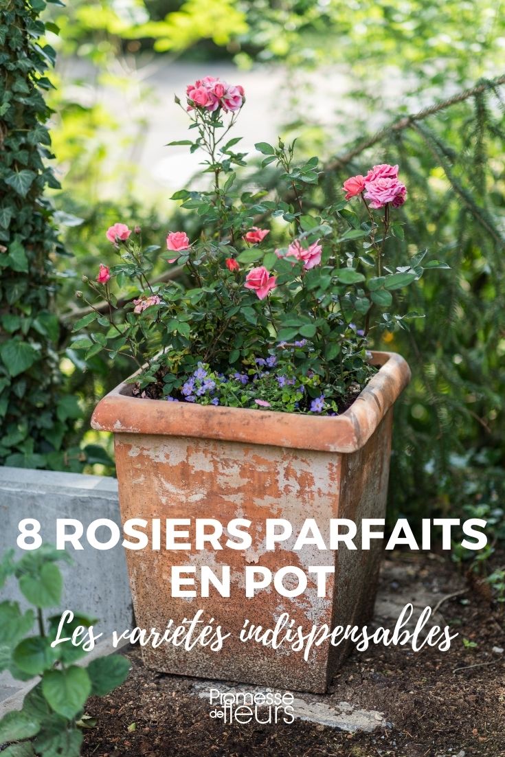 8 Perfect Roses for Pots (1) 8 Roses to Grow in Pots