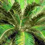 How to protect <em>Cycas</em> in winter?