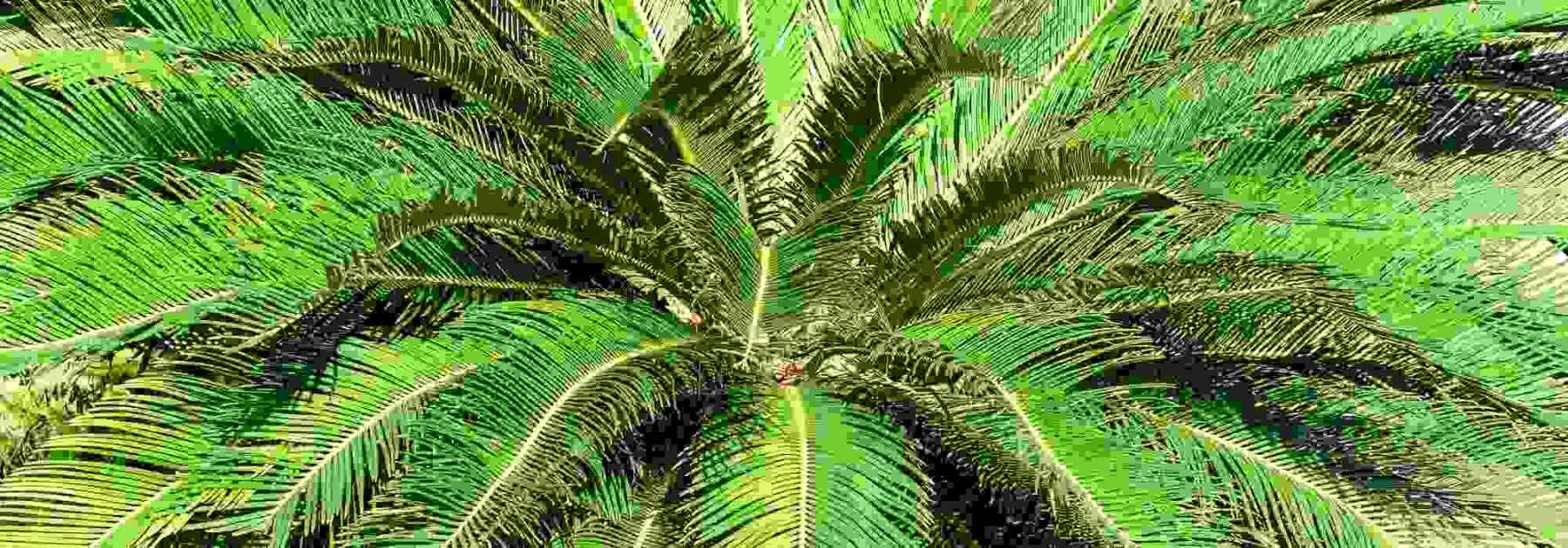 How to protect <em>Cycas</em> in winter?